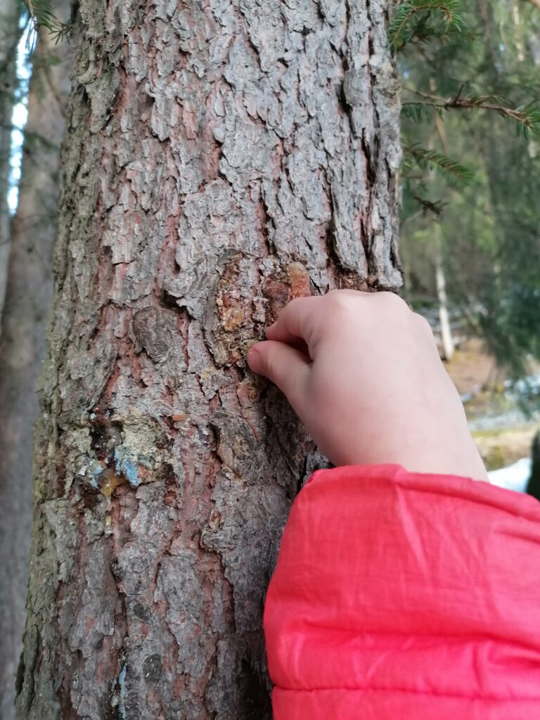 © Naturschule Innsbruck