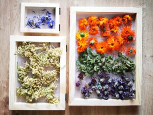 Willkommen auf der neuen Naturschule Innsbruck Homepage!